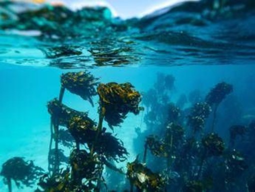 In Alaska un 15enne sopravvive due giorni in mare aggrappato a barca capovolta: morto il fratello