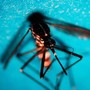 Estate, allarme zanzare: "Con caldo ciclo più rapido e rischio Dengue-West Nile" Estate, allarme zanzare: "Con caldo ciclo più rapido e rischio Dengue-West Nile"