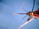 West Nile, infezioni in crescita: 312 casi confermati e 13 decessi da inizio anno West Nile, infezioni in crescita: 312 casi confermati e 13 decessi da inizio anno