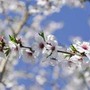 Ribaltone meteo, a Pasqua e Pasquetta arriva la primavera