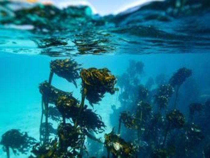 In Alaska un 15enne sopravvive due giorni in mare aggrappato a barca capovolta: morto il fratello