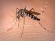 Caso di Dengue in provincia di Varese: è un uomo di Busto. Al via la disinfestazione