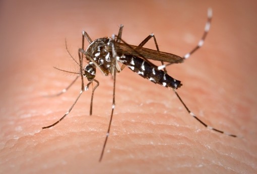 Allerta Dengue, la prefettura vigila: Malpensa osservata speciale