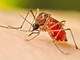Allarme dengue a Nerviano: scatta la disinfestazione Allarme dengue a Nerviano: scatta la disinfestazione