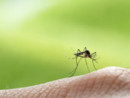 West Nile a Germignaga, confermata la presenza del virus in una gazza West Nile a Germignaga, confermata la presenza del virus in una gazza