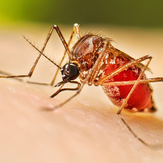 Allarme dengue a Nerviano: scatta la disinfestazione